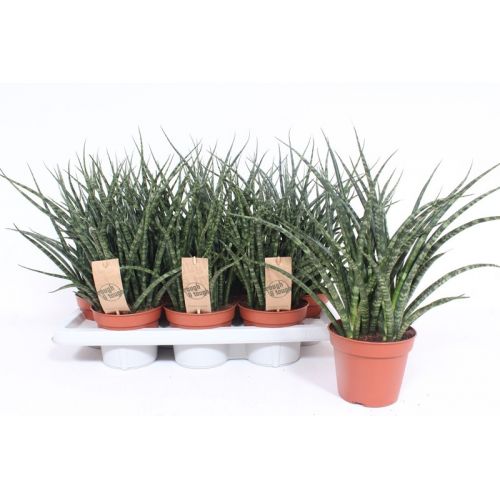 Сансевиерия Фернвуд Панк - Sansevieria Fernwood Punk