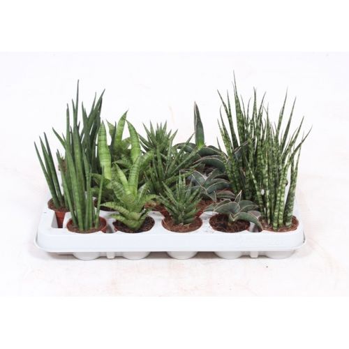 Сансевиерия лакшери микс - Sansevieria cyl. Luxury Mix