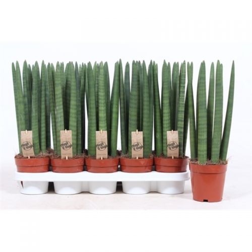 Сансевиерия Стрейт - Sansevieria cyl. Straight 
