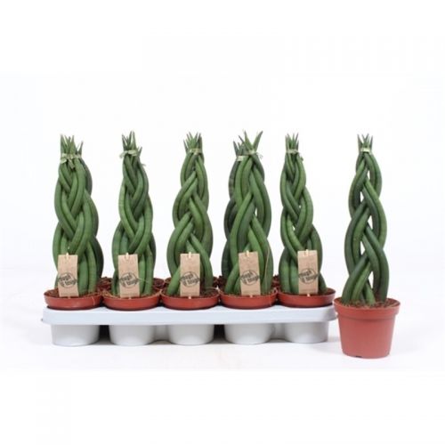 Сансевиерия Твистер - Sansevieria cyl. Twister 