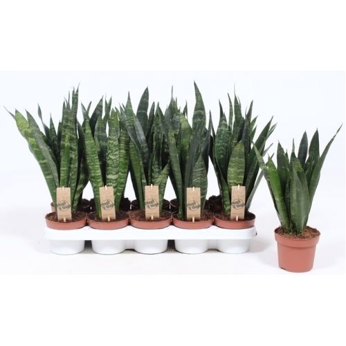 Сансевиерия Блек Корал - Sansevieria trif. Black Coral 