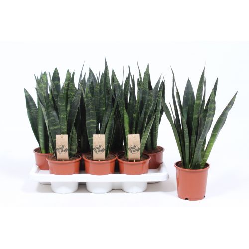 Сансевиерия Блек Корал - Sansevieria trif. Black Coral 