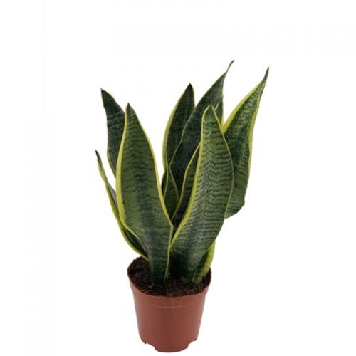 Сансевиерия Футура Суперба - Sansevieria trif. Futura Superba