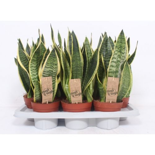 Сансевиерия Футура Суперба - Sansevieria trif. Futura Superba