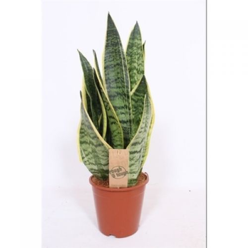Сансевиерия Футура Суперба - Sansevieria trif. Futura Superba