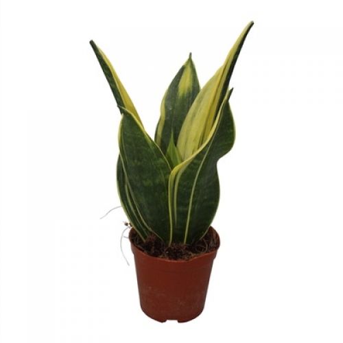 Сансевиерия Голден Флейм - Sansevieria trif. Golden Flame