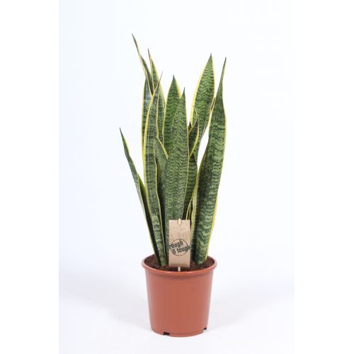 Сансевиерия Лауренти - Sansevieria trif. Laurentii 