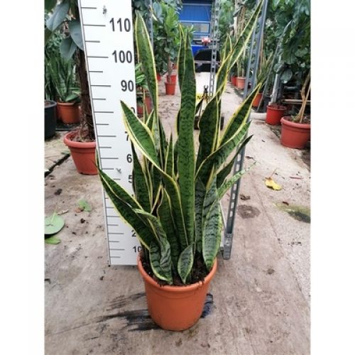 Сансевиерия Лауренти - Sansevieria trif. Laurentii 