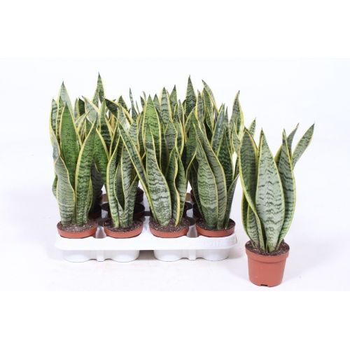 Сансевиерия Лауренти - Sansevieria trif. Laurentii 