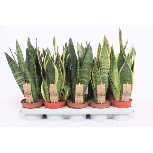 Сансевиерия микс - Sansevieria trif. mix