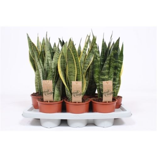 Сансевиерия микс - Sansevieria trif. mix