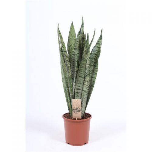 Сансевиерия зейланика - Sansevieria zeylanica