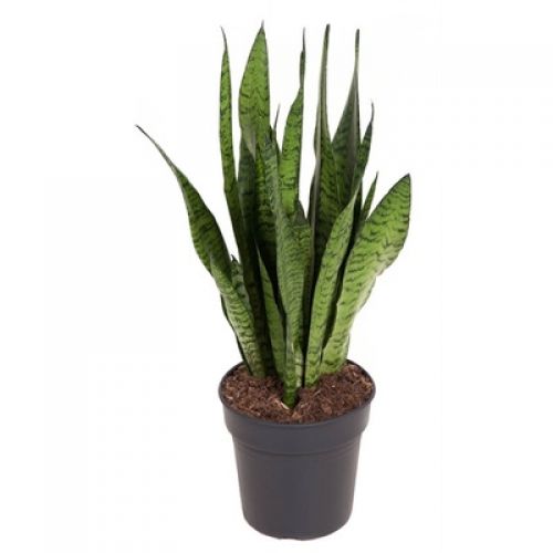 Сансевиерия зейланика - Sansevieria zeylanica