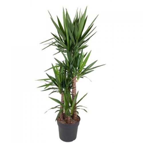 Юкка 4 ствола -   Yucca 4 stem