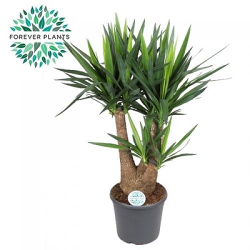 Юкка ветвистая - Yucca Branched 