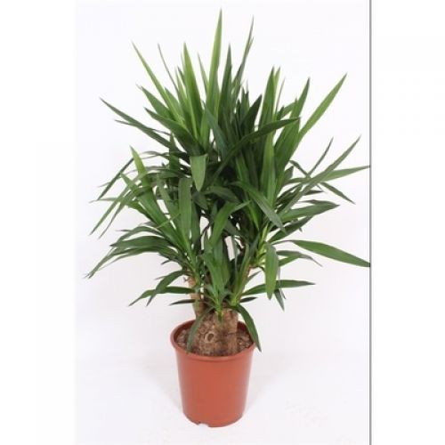 Юкка слоновая - Yucca elephantipes 