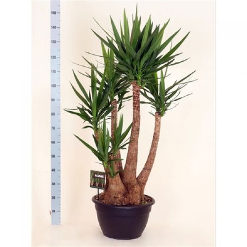 Юкка слоновая - Yucca elephantipes 