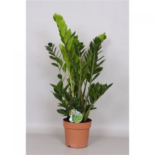Замиокулькас замиофолия  -   Zamioculcas zamiifolia