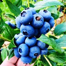 Blueberry Blue Crop - Голубика Блю Кроп