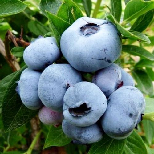Blueberry Denise Blue - Голубика Денис Блю