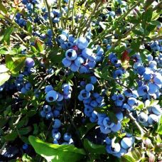 Blueberry North Land - Голубика Нортленд