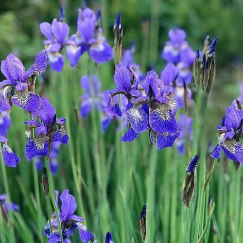 Ирис сибирский "Диар Делайт" (Iris siberica "Dear Delight") - Питомник и Садовый