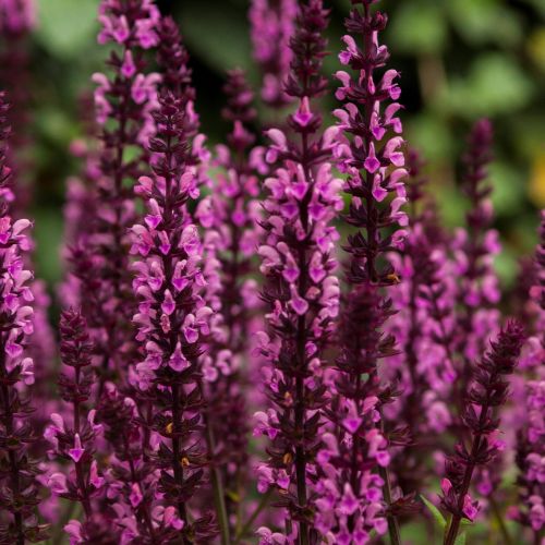 Шалфей дубравный Миднайт Роуз 