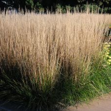 Вейник Карл Форестер