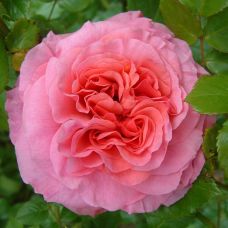 Роза Алоха Богнер - Rose Aloha Bogner