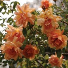 Роза Крепускул - Rose Crepuscule