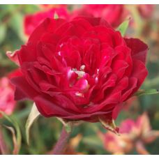 Роза Ред Каскад - Rose Red Cascad