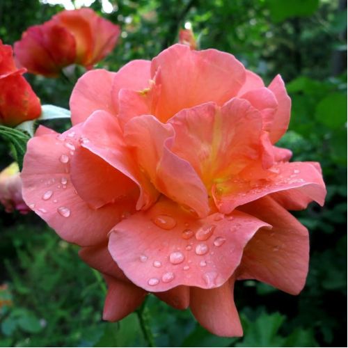 Роза Вестерленд - Rose Westerland