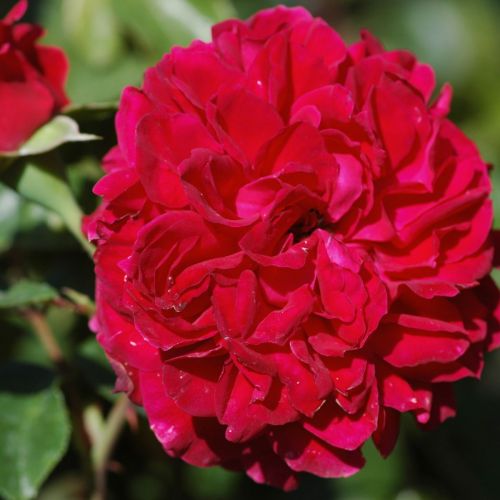 Роза Леонардо да Винчи - Rose Red Leonardo da Vinci