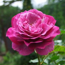Роза Блю Эден - Rose Blue Eden