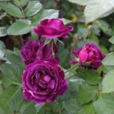 Роза Мистерьез - Rose Mysterieuse