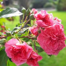 Роза Четыре Сезона - Rose Les Quatre Saisons