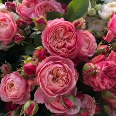 Роза Викторианская Классика - Rose Victorian Classic