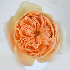 Роза Ликухоталу - Rose Likuhotalu