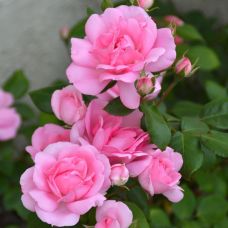 Роза Сантенер де Лурд - Rose Centenaire de lourdes