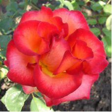 Роза Легенда - Rose Legenda