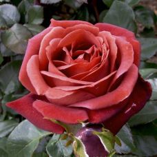 Роза Терракота - Rose Terracotta