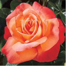 Роза Тайфун - Rose Typhoon