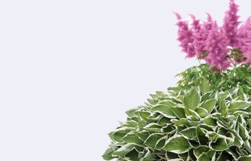 Многолетние растения