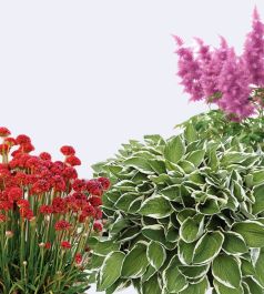 Многолетние цветы