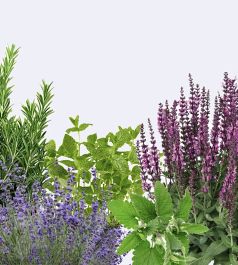 Пряные травы