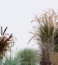 Декоративные злаки