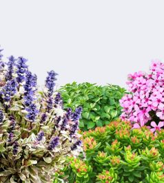 Почвопокровные и стелющиеся