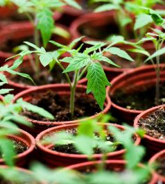 РАССАДА ОВОЩНЫХ КУЛЬТУР