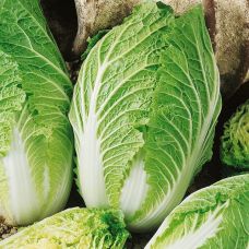 Капуста пекинская