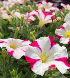 Рассада однолетних цветов в кассетах